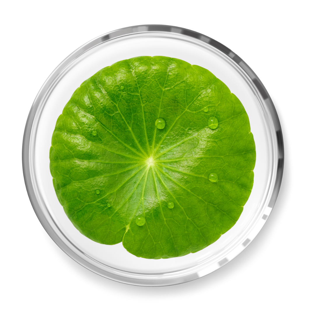 Green leaf with water droplets in a petri dish.