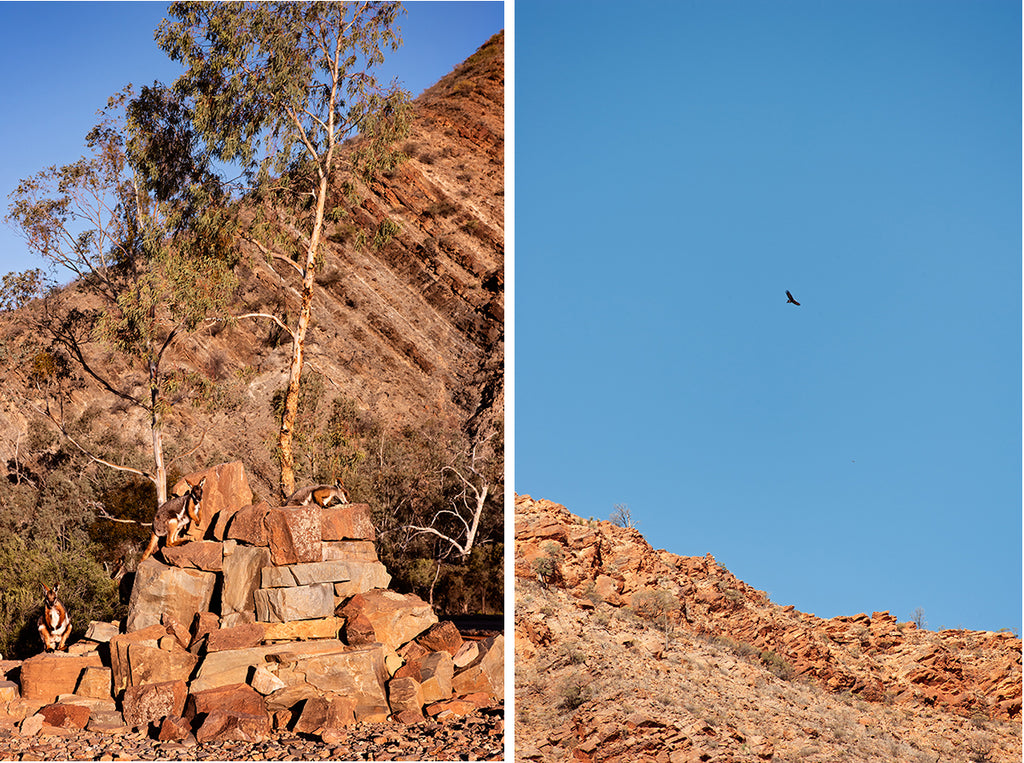 arkaroola flinders ranges yellow footed rock wallaby and eagle 