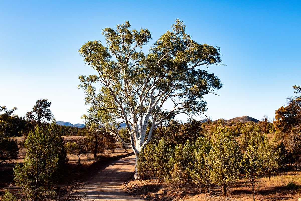 bunyeroo gorge drive and a big red gum in the flinders ranges 