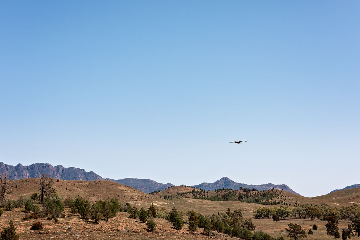 An eagle soars overhead in the Ikara Flinders Ranges national park South Australia