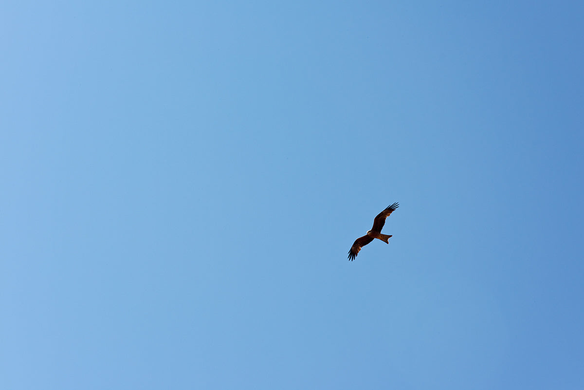 an eagle soars overhead in the ikara flinders ranges south australia