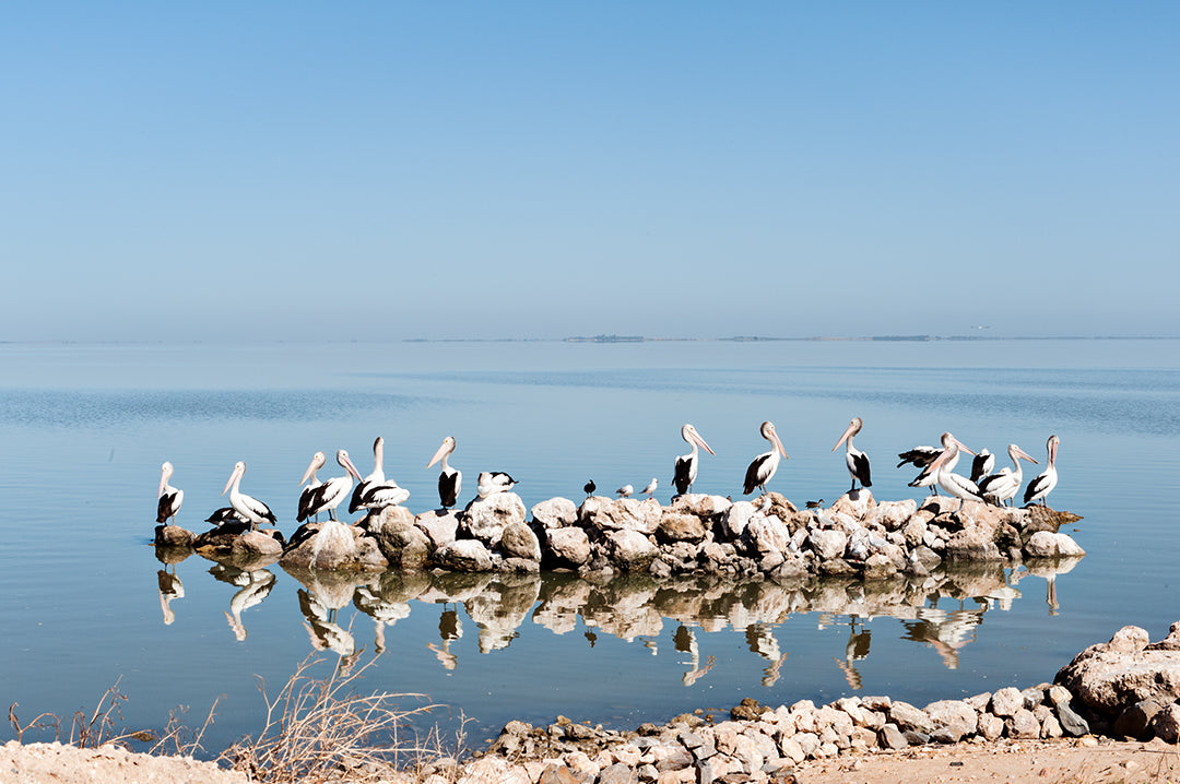 THE COORONG pelicans