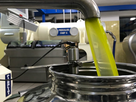 Cold extraction of olive oil in Tuscany