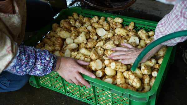 菊芋の栽培方法 基本情報から具体的な育て方まで紹介 髙上商店