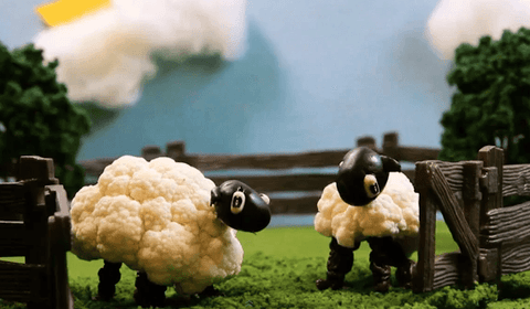 cauliflower-sheep