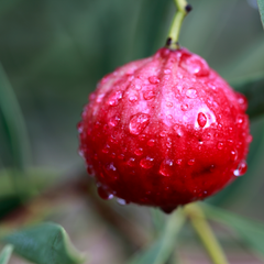 Benefits of Quandong Fruit for your skin