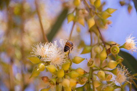 Bee foraging on particular plants produces different types of honey. We use banksia and jarrah honey in our skincare products