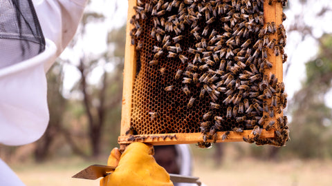 Sustainable beekeepers