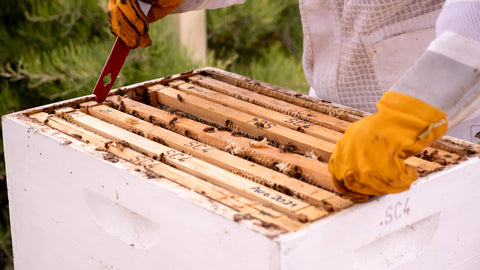 Importance of beekeepers