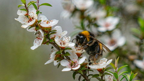 Manuka Honey