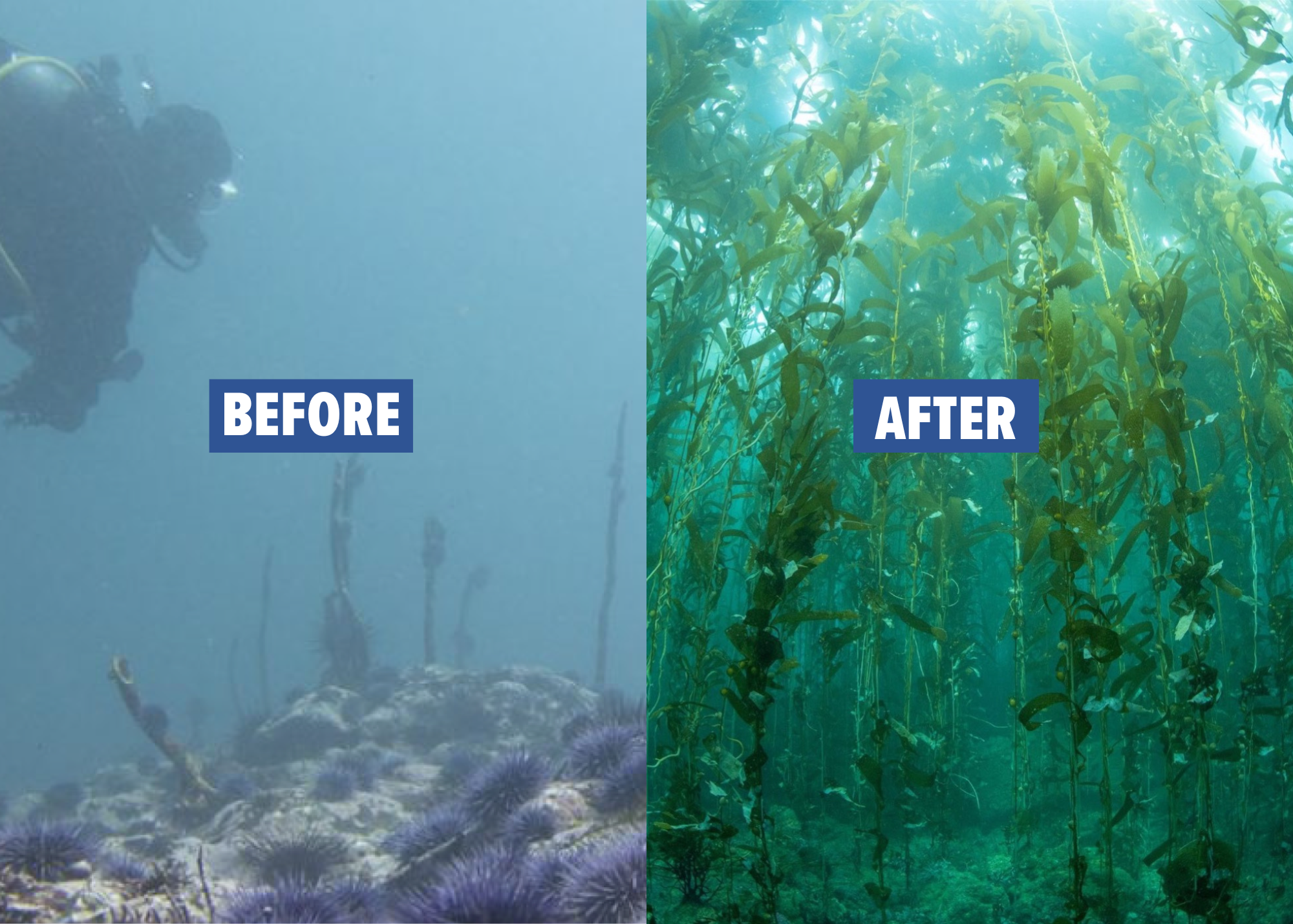 Before and after kelp forest restoration