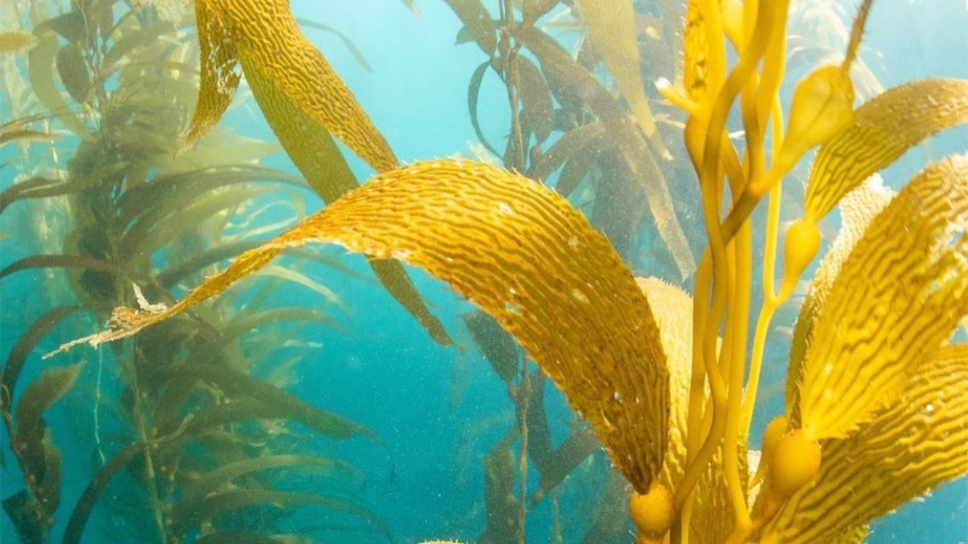Beautiful piece of kelp from kelp forest restoration