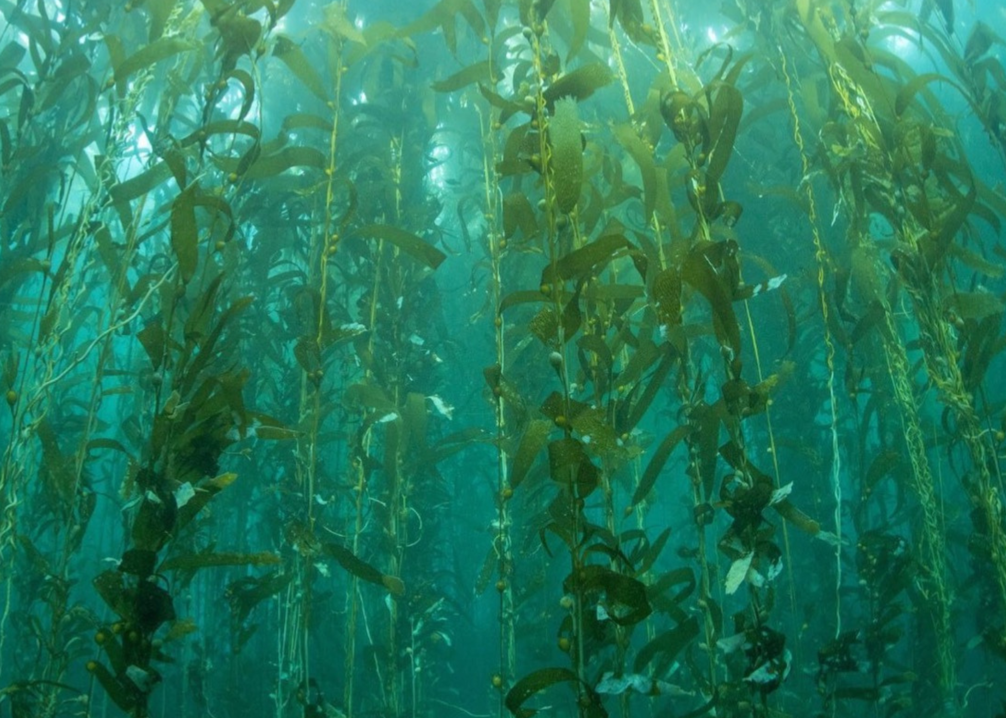 Kelp forest in Channel Islands National Park
