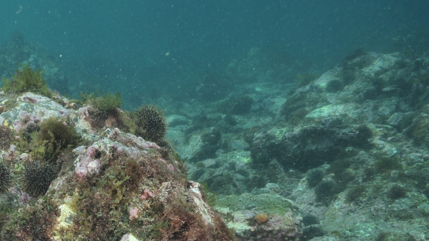 Urchin barren and oceanic dead zone 