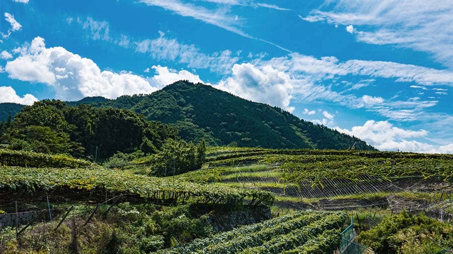 katsunuma wine tour