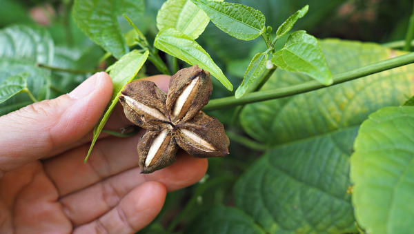 Organic Sacha Inchi Sustainably Grown On Vines