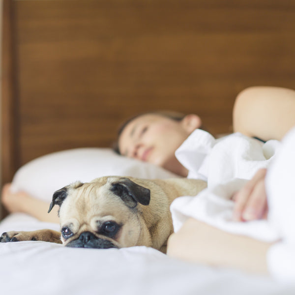 women sleeps deeply with her puppy after she had a Tearapy ResTea tea