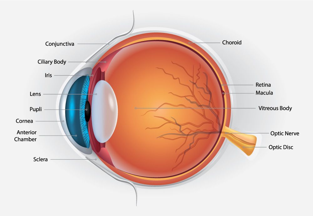 macula of AMD