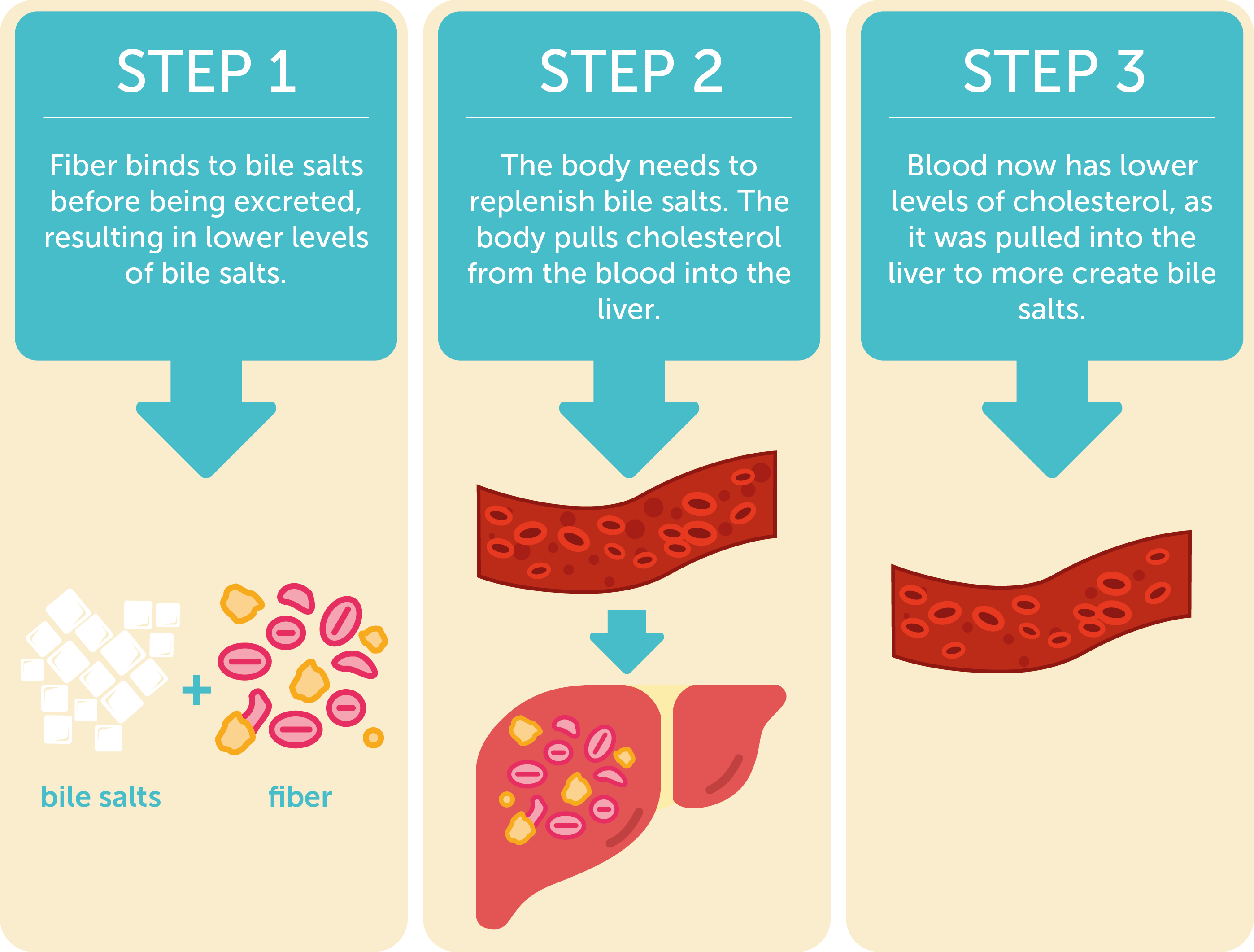 Infographic showing the process of cholesterol being lowered by fiber