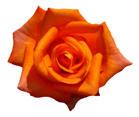 Full Bloom Curly Tip Orange Rose