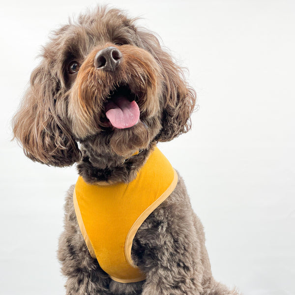 dog in yellow dog harness