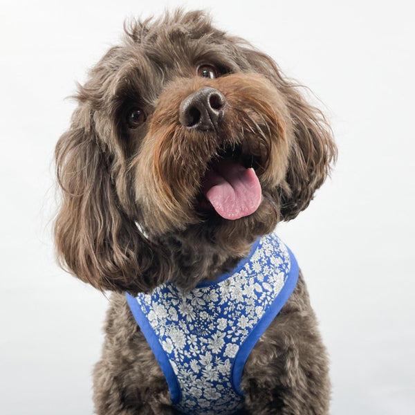 dog wearing blue floral dog harness