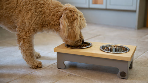 dog eating from raised dog bowl stand
