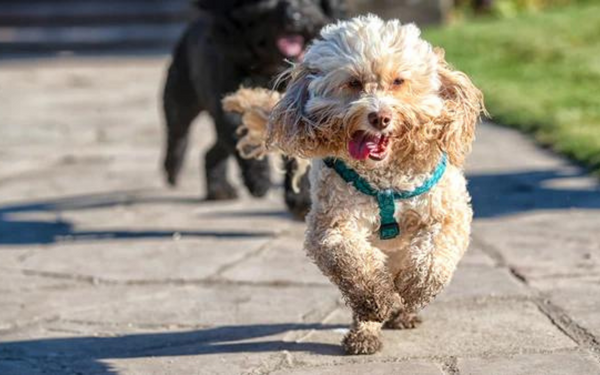 dog running in step in dog harness