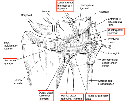 Triangular Fibrocartilage Complex 