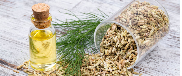 fennel seeds and plant with essential oil bottle
