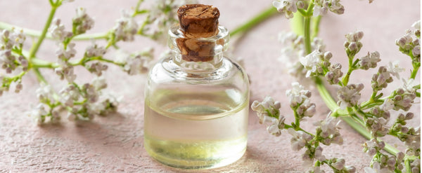 essential oil bottle with valerian blossoms