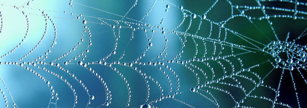 spiderweb covered in due