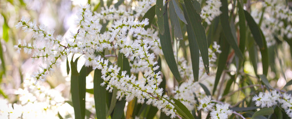 cajeput plants