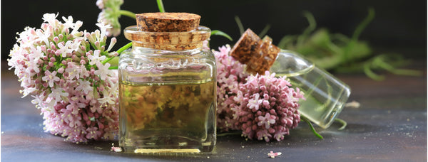 valerian essential oil with valerian flowers
