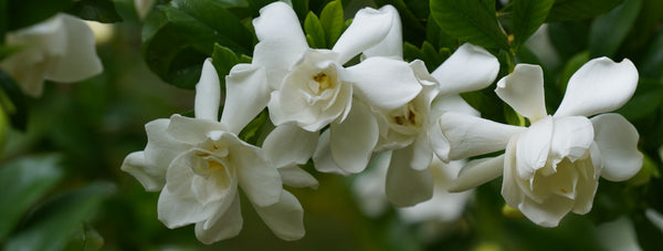 gardenia flowers