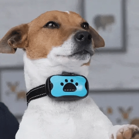 Anti Bell Halsband Hund