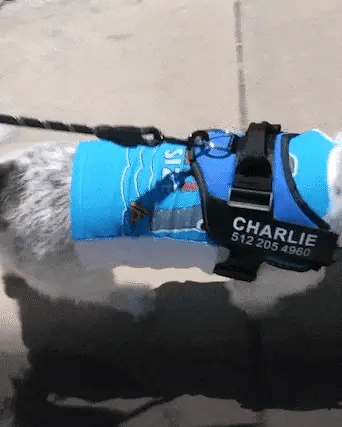 personalisiertes Hundegeschirr