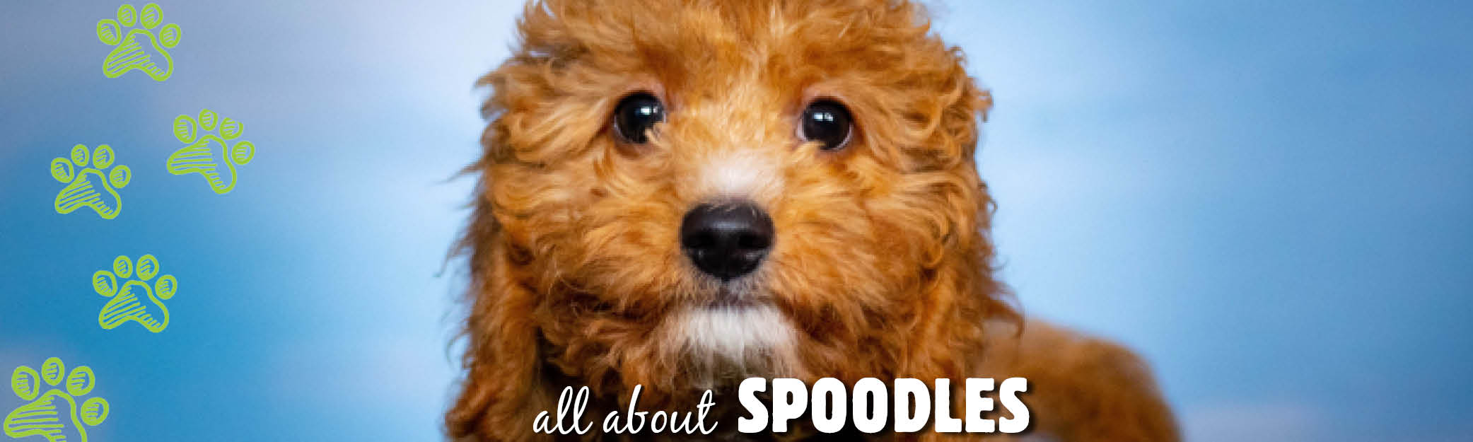 what can i feed my spoodle puppy
