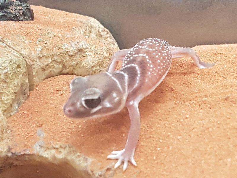 pet gecko price