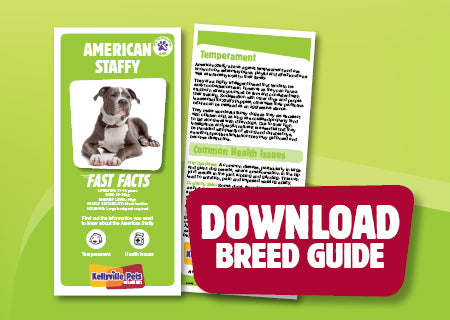 Download American Staffy breed guide