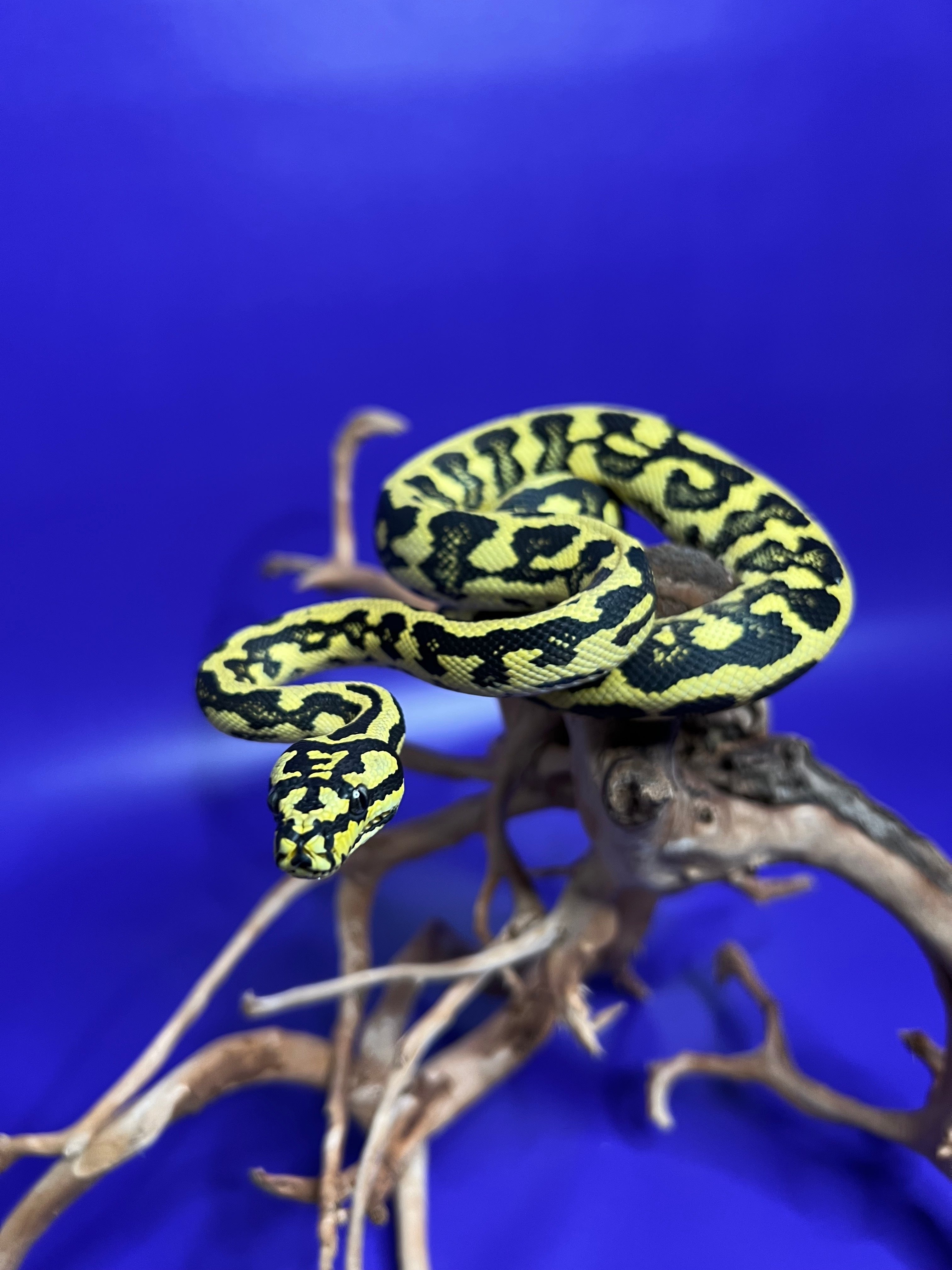 Black and Gold Jungle Carpet Python.jpg__PID:f5f71f20-0fa2-4d48-88ca-4aea1b3383c7