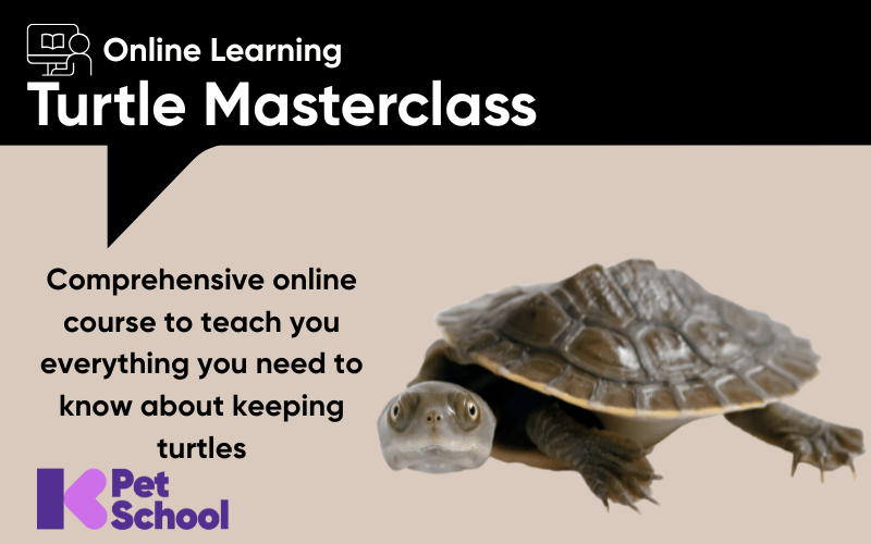 Turtle Masterclass