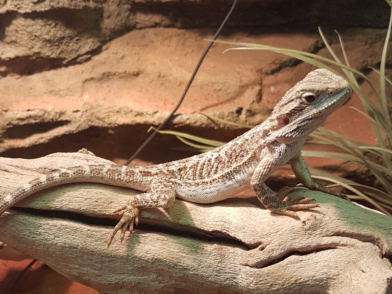 central bearded dragon pet lizards