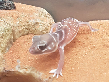 Geckos for Sale | Kellyville Pets 