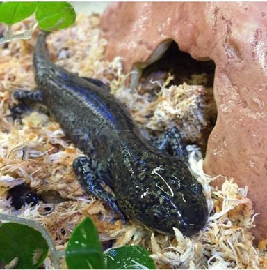 LSREPT Amphibians For Sale | NSW —