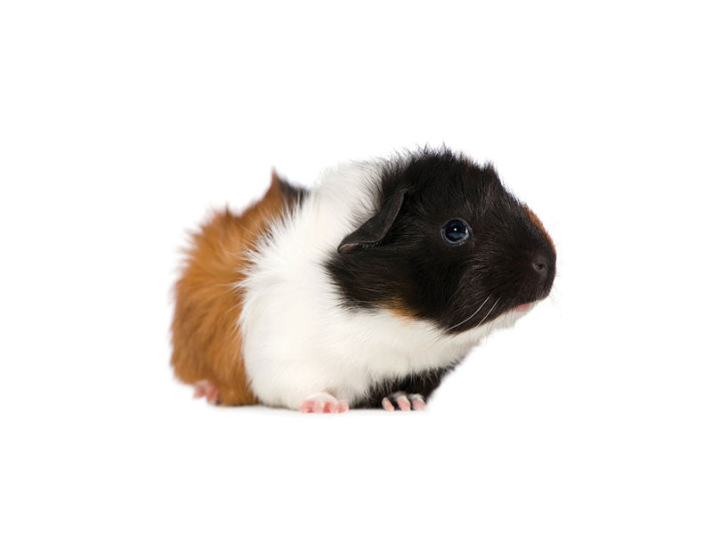 abyssinian guinea pig for sale