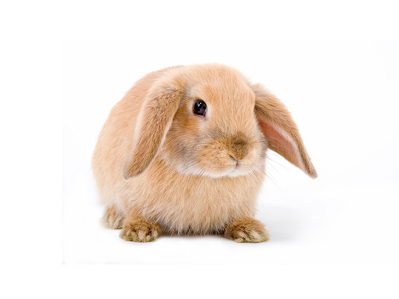 mini lop rabbit