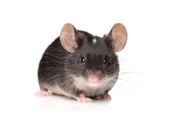 Mice available for sale at Kellyville Pets