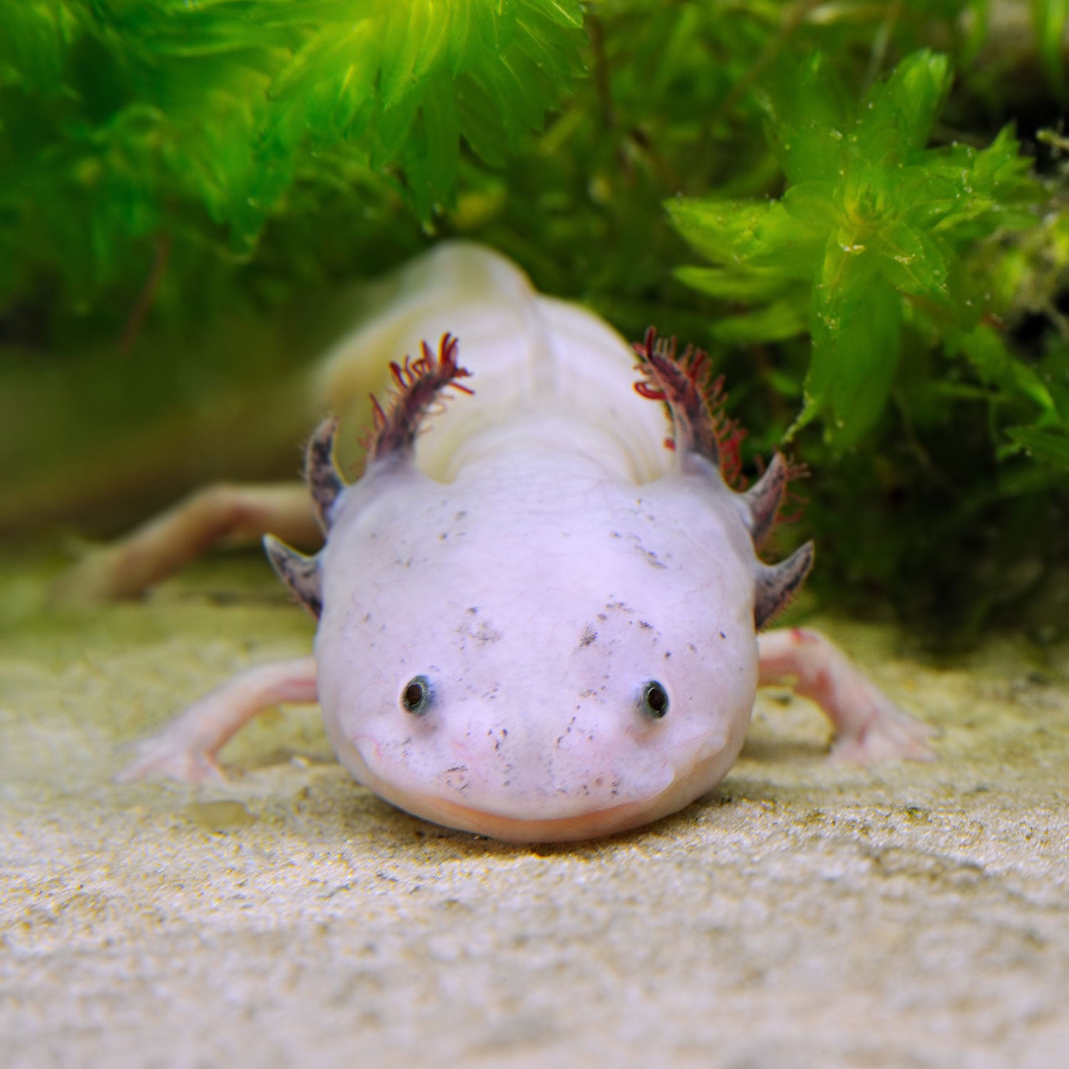 Feeding your axolotl