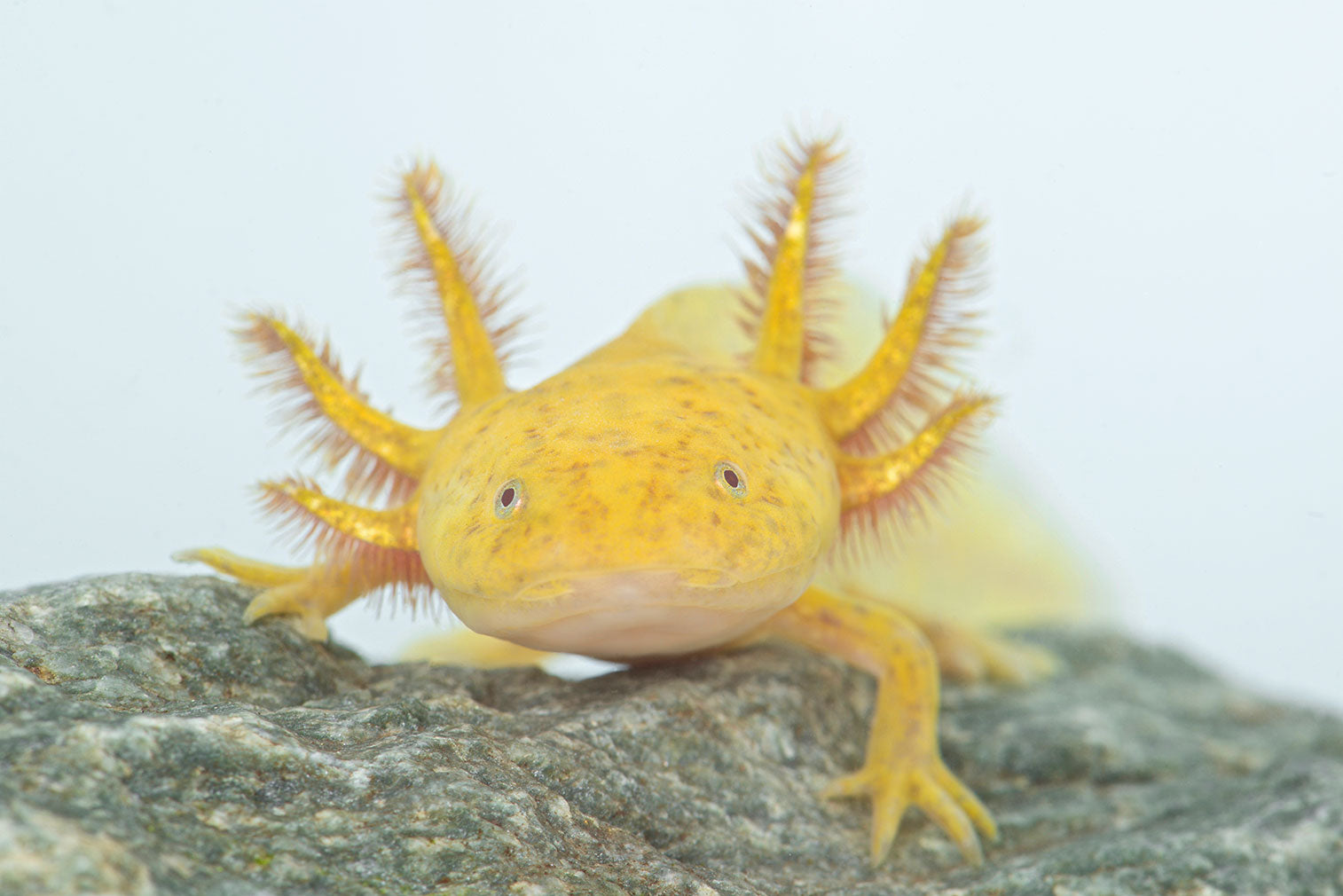 Axolotl food - Food for adult Axolotls, newts and salamanders